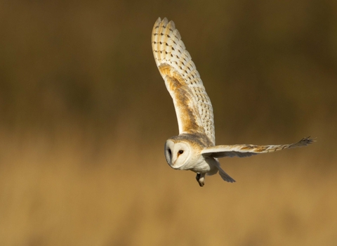 Birds Little Barn Owl ブラウン 0312 Barn owl | Alderney Wildlife Trust
